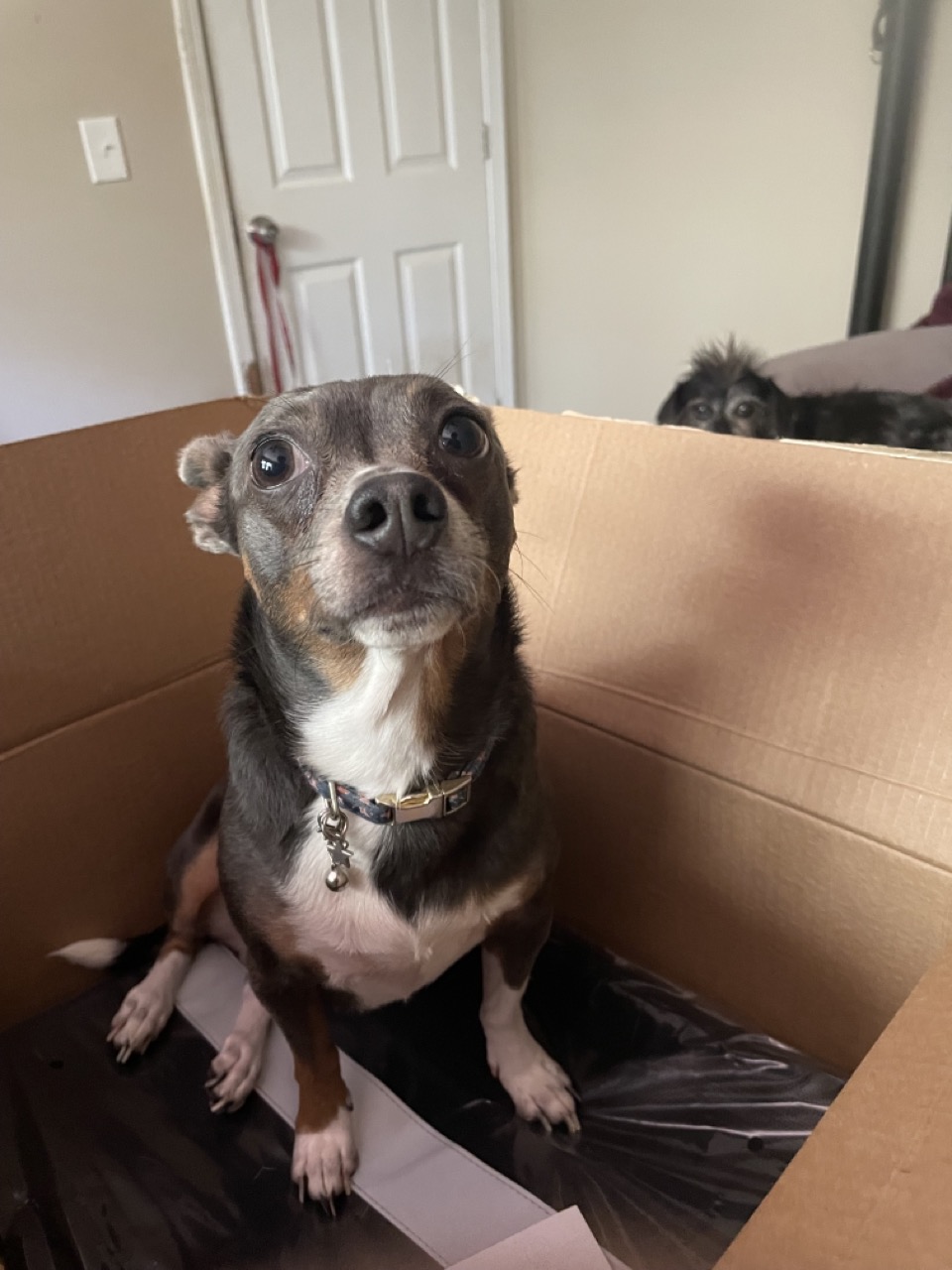 The Pessimistic Code Enforcement Officer: The picture features a small dog with a mix of grey and brown fur, sitting inside a cardboard box. The dog has big, round, expressive eyes and is looking directly at the camera. It is wearing a collar with a small tag attached to it. The box is placed in a room with a white door in the background, and there is a leash hanging on the door handle. Additionally, there is another dog in the background, peeking over the edge of a piece of furniture. The second dog has long, dark fur and is partially visible. The overall mood of the picture seems to be playful and curious.