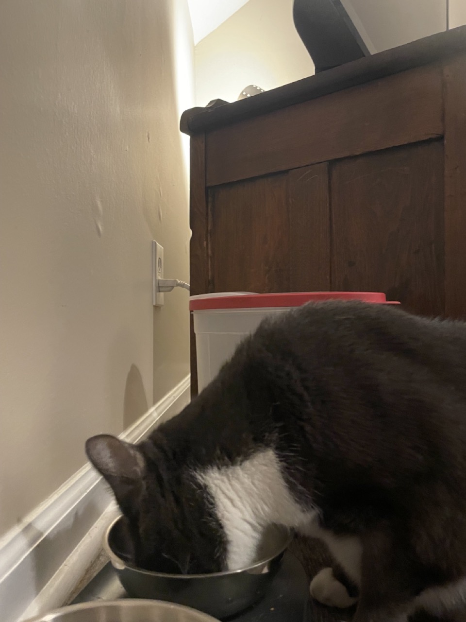 The Cat with the Unknown Name: The picture shows a cat eating from a bowl. The cat is black and white, and it is leaning over a silver bowl that is placed on the floor. The setting appears to be indoors, with a wooden cabinet in the background and a beige wall to the left. There is also a red and white container on the floor next to the cabinet, and an electrical outlet on the wall. The cat seems to be focused on eating.