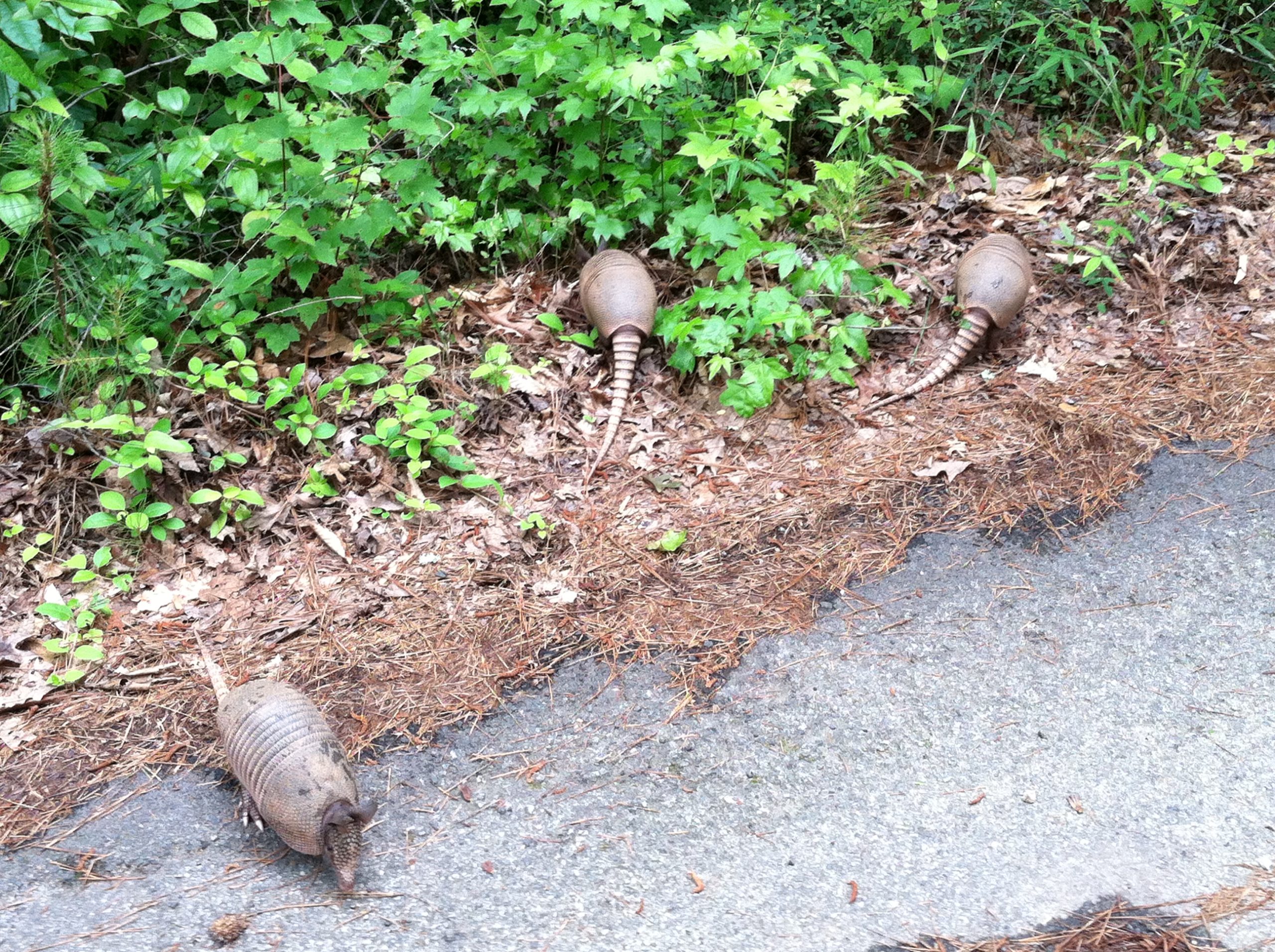 The Roll of Unruly Armadillos: The picture shows a natural outdoor setting with three armadillos. The ground is covered with dry pine needles and there is a patch of green plants with broad leaves. The armadillos have a leathery armor shell and long tails. They are near the edge of a concrete path and seem to be foraging near the green plants.