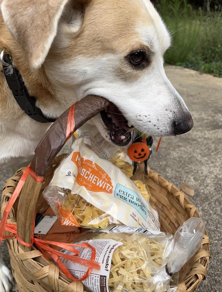 Band Camp Friday: The picture shows a close-up of a dog with a basket. The dog appears to be a Labrador mix, with a light tan coat and a white snout. It has a black collar around its neck. The dog is holding a basket handle in its mouth. The basket is made of woven straw and contains several items, including bags of Manischewitz extra wide egg noodles. There is also a small Halloween decoration, which is an orange pumpkin with a black jack-o'-lantern face, attached to the basket. The background shows a pathway with some greenery.