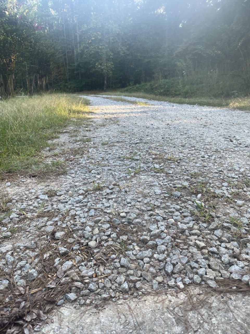 Clown Chase Trail: The picture shows a serene nature scene. In the foreground, there is a gravel path made up of small rocks. The path is surrounded by patches of grass and dried leaves. As the path extends, it is enveloped by tall grass on either side. Beyond the tall grass, there is a dense forest with trees whose leaves are a mix of green, indicating a lush environment. The sunlight is filtering through the trees, casting a soft glow on the path. It looks like a peaceful place, perfect for a walk or to be in touch with nature.