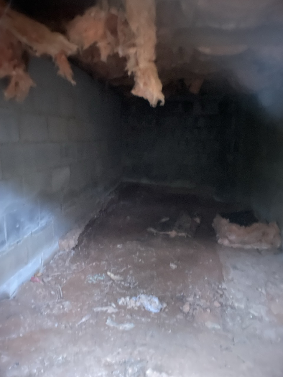 The PornographySstash: The picture shows a dimly lit space, possibly a basement or crawl space. The walls are made of cinder blocks and the floor appears to be dirt. There is some insulation hanging down from the ceiling. The space looks a bit neglected with some debris on the floor. The image is a bit blurry, which adds to the dark and somewhat eerie atmosphere of the space.