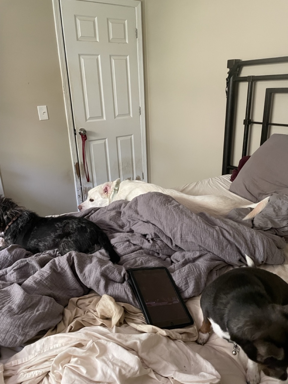 Stories with Daily Trending Twitter Phrases: The picture shows a cozy bedroom scene. There are three dogs lying on a bed with rumpled blankets and sheets. The dog on the left is black with curly fur, the one in the middle is white, and the one on the right is black and brown. The white dog is partially under a gray blanket. There is also a tablet with a black case lying on the bed near the dogs. The bed is against a wall with a closed white door to the left and a dark-colored metal bed frame to the right. There is a red leash hanging on the doorknob. The walls are painted in a light color.